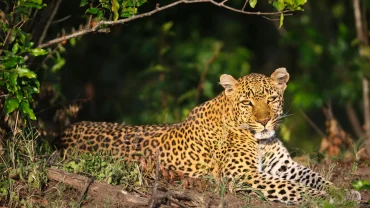 Exploring the Wonders of Yala National Park: A Wildlife Paradise in Sri Lanka