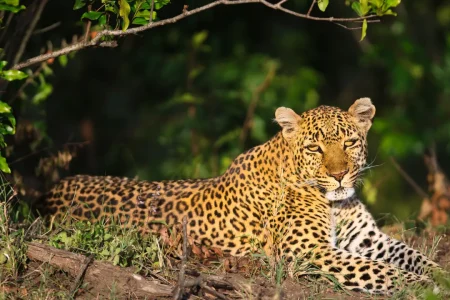 Exploring the Wonders of Yala National Park: A Wildlife Paradise in Sri Lanka