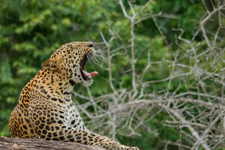 Yala Full Day Tour (5 AM – 7 PM)