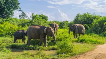 Exploring the Serenity of Sri Lanka’s Udawalawe National Park: A Hidden Gem for Wildlife Enthusiasts