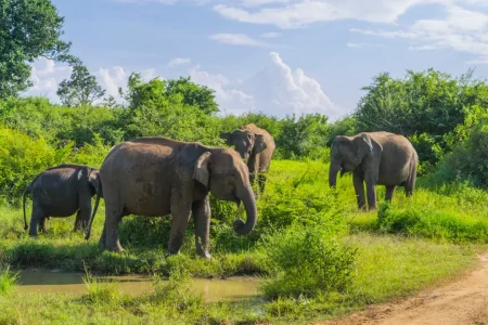 Exploring the Serenity of Sri Lanka’s Udawalawe National Park: A Hidden Gem for Wildlife Enthusiasts
