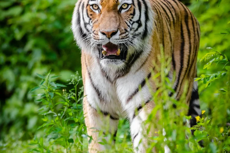 Yala private Tour