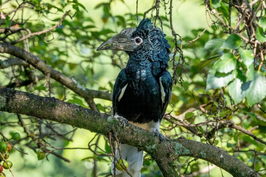 Lunugamwehera Full Day Tour